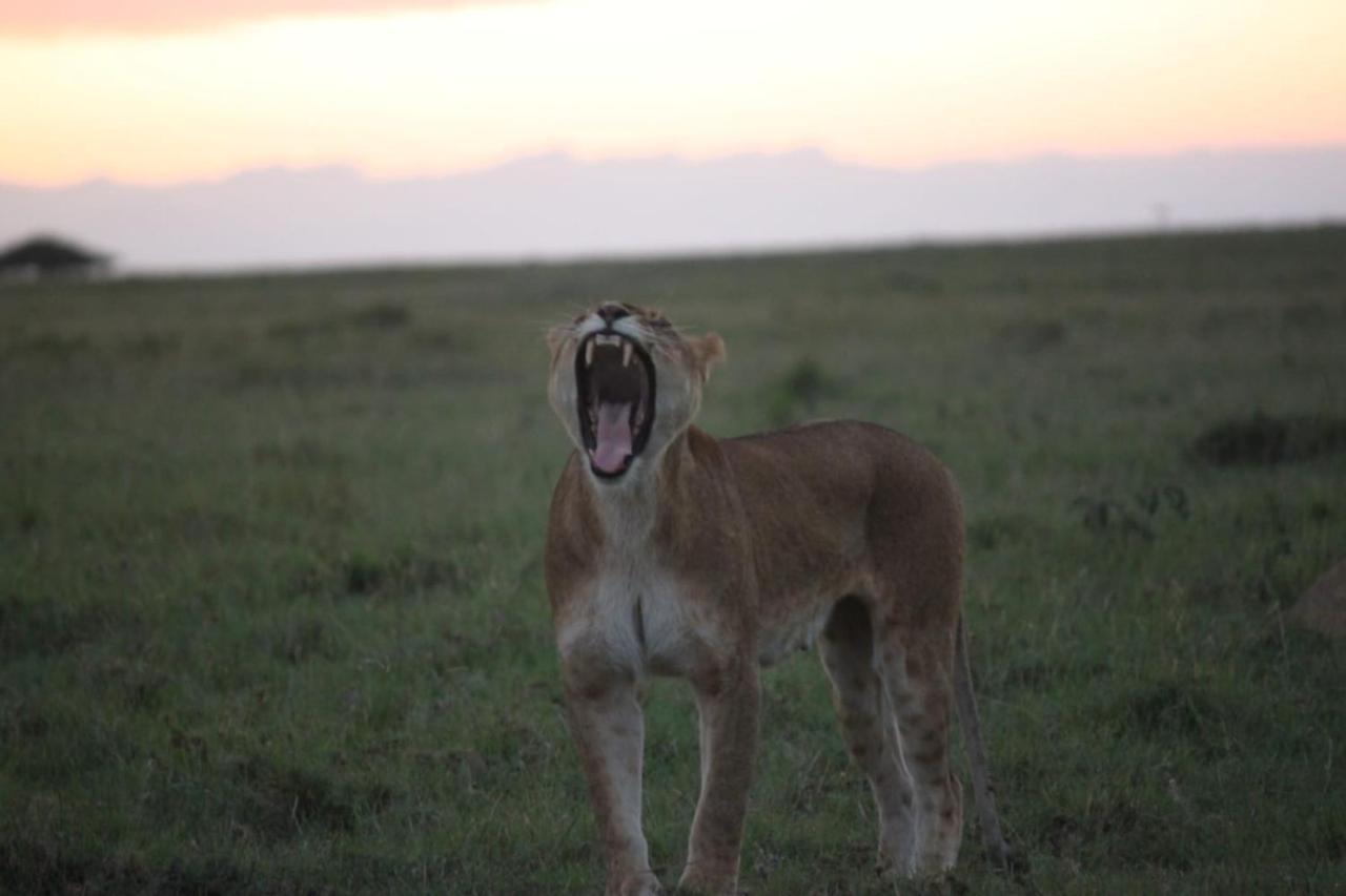 Narasha Homestay - Maasai Mara Talek Ngoại thất bức ảnh