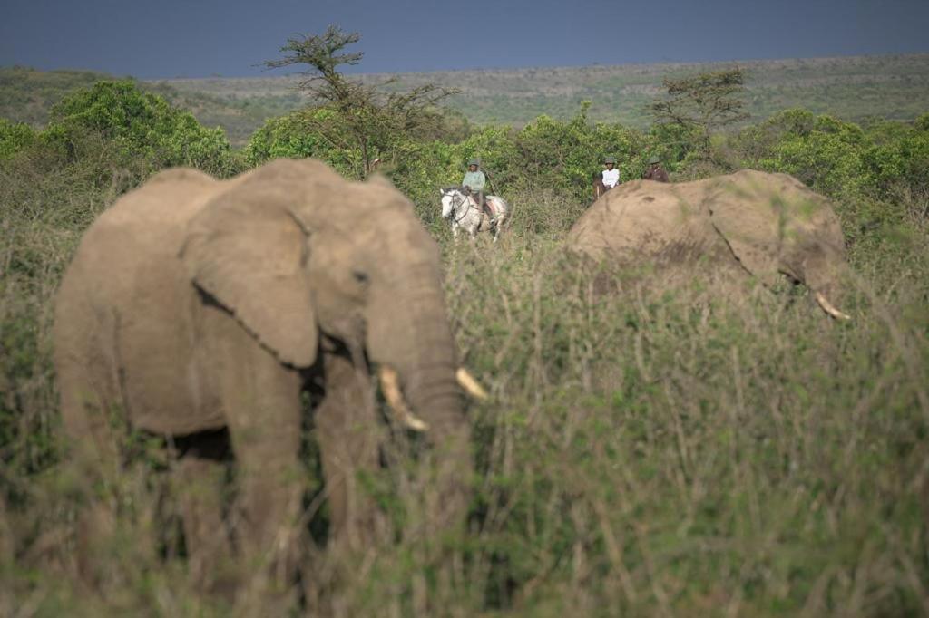 Narasha Homestay - Maasai Mara Talek Ngoại thất bức ảnh