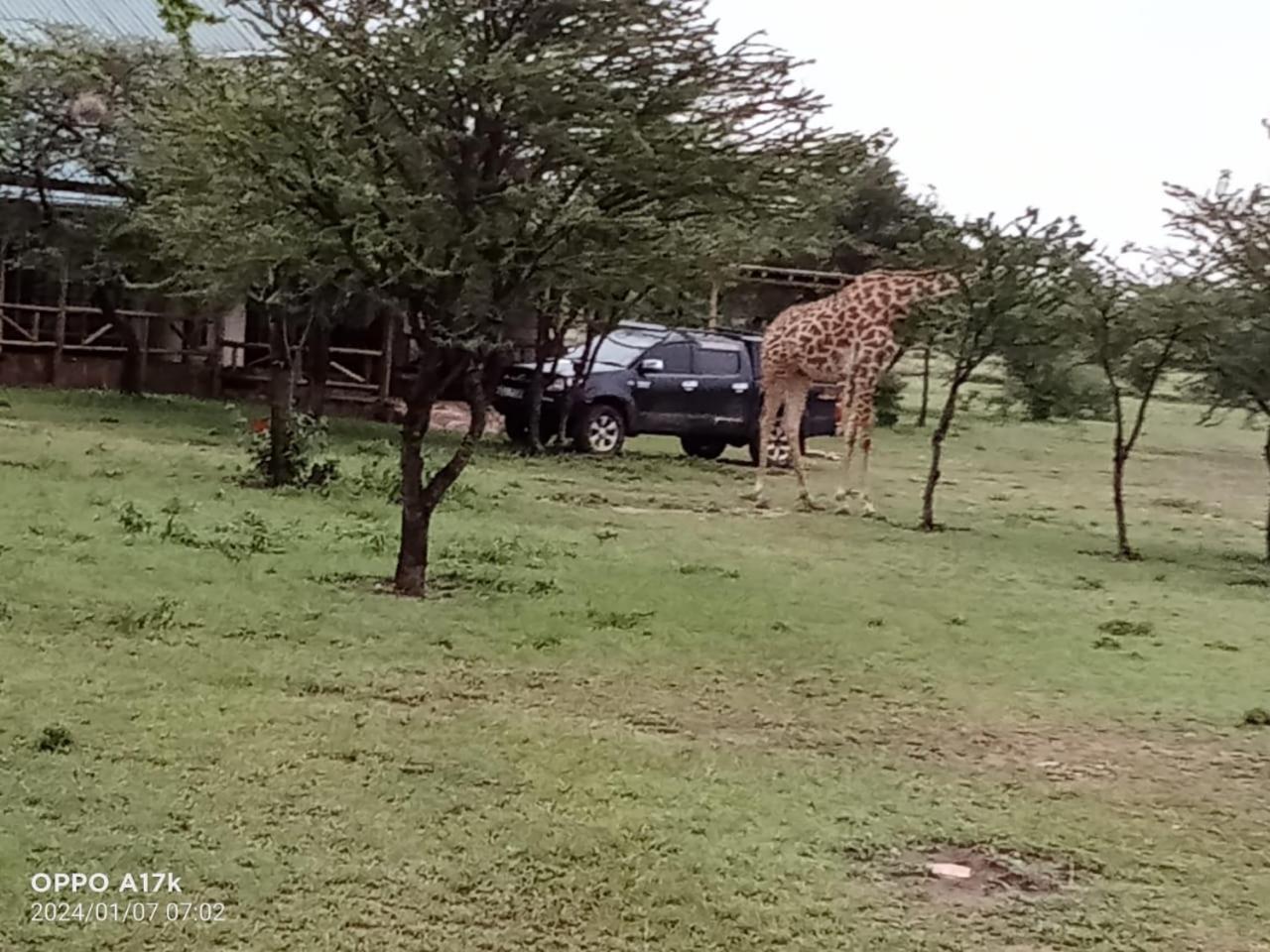 Narasha Homestay - Maasai Mara Talek Phòng bức ảnh